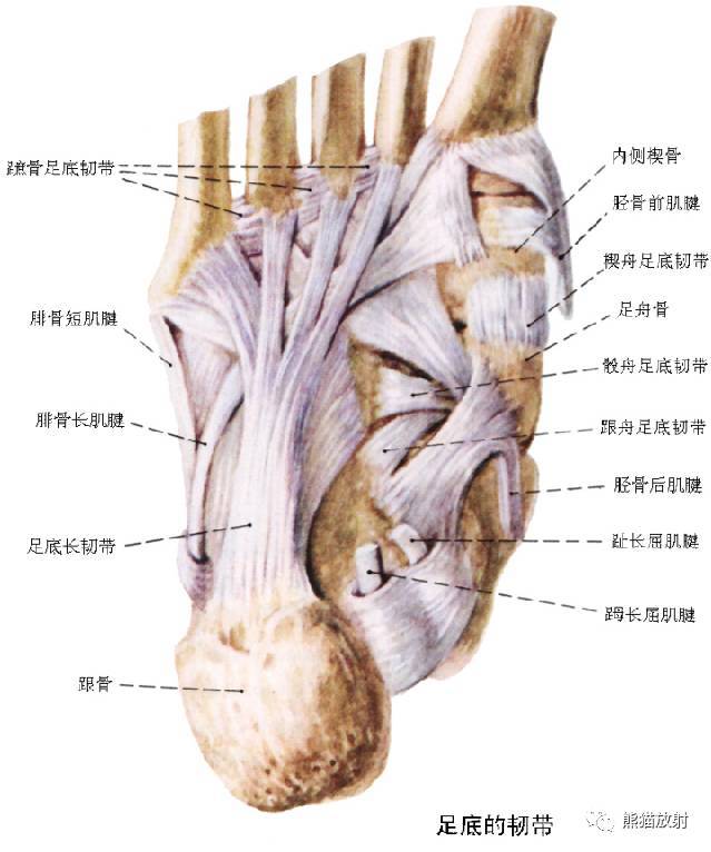 mr斷面解剖矢 狀1 拇長屈肌,2 脛骨後肌,3 腓動脈(交通支),4 脛後動脈