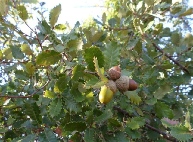 这种乡下橡子树以前捡果实做陀螺磨粉吃是几代人的珍贵回忆