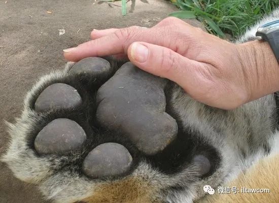 喜迎虎年虎的概述带你走进老虎的世界