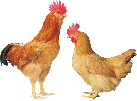 岭南黄鸡Ⅲ号配套系广东农业科技创新大比武由广东省