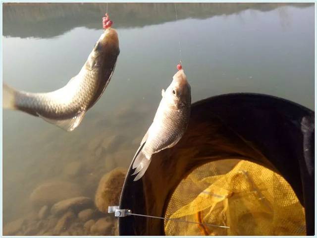 冬季大雪节气应钓深,早晚钓底,中午钓离底,惊喜连连让你过足瘾
