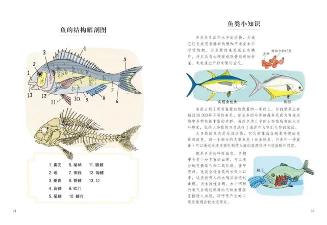 通過解剖圖我們可以知道魚的身體結構,同時再結合相應的魚類小知識,將