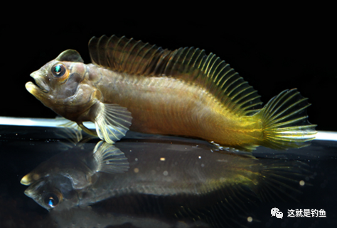 中国原生鱼奥特曼青蛙鱼