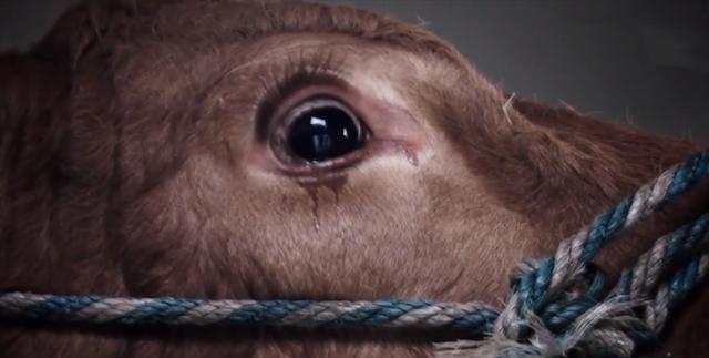 张静初的短片开头便是众多捕杀野生动物的血x画面,一头忠厚憨实的老牛