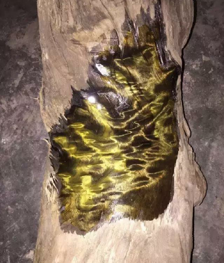 一棵树卖25亿金丝楠木曾被皇宫专用现在为何没人愿意种了