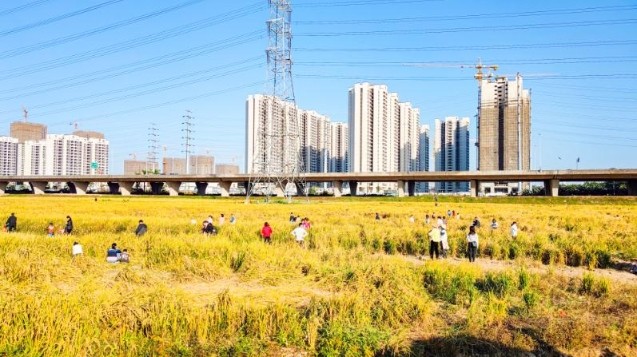 禾田水韵钟灵毓秀广州番禺钟村街新乡村示范带魅力起舞