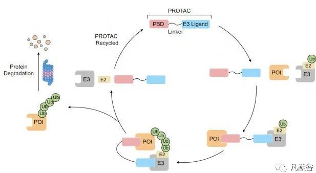 泛素-蛋白酶體系統(ubiquitin-proteasome system, ups)負責細胞內80%