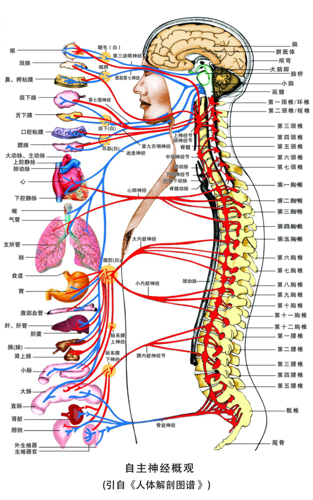 人体交感神经分布图图片