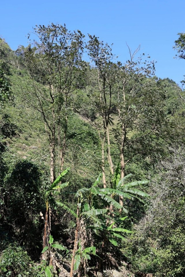 广西高峰林场首次发现国家二级重点保护野生植物红椿