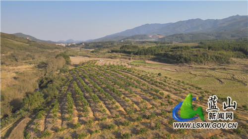 蓝山县楠市镇蓝后村大力发展桔柚种植实现产业富民增收