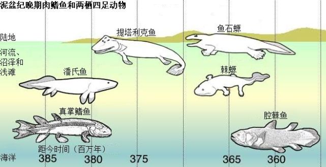 棘鱼石螈图片