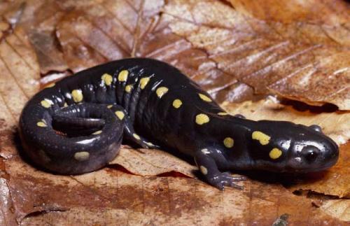 泥盆纪:两栖动物的诞生|最早的原始两栖动物——鱼石螈