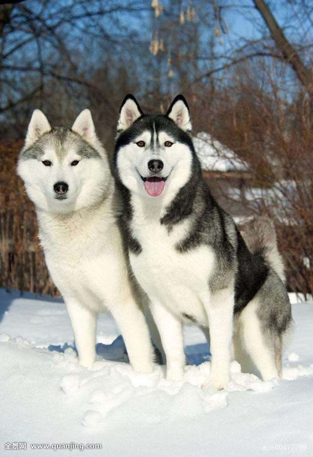 男孩为何学习渣脾气大爱打斗不是笨先天发育就定下了差异