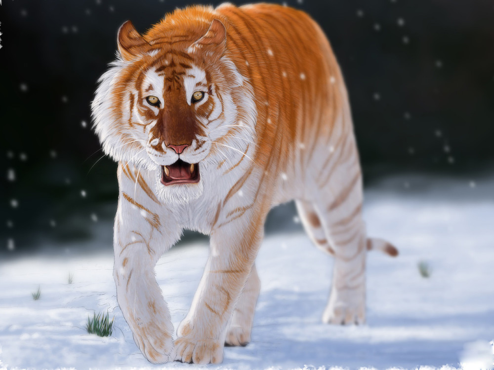 老虎有种罕见的变异金底棕纹很漂亮传说中的过山黄可能就是它