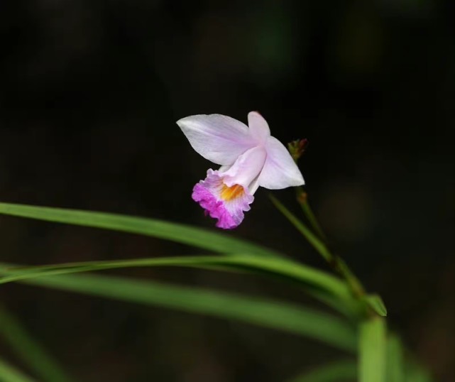 分別攝於廣東和海南.【四】粗根老鸛草,牻牛兒苗科老鸛草屬.