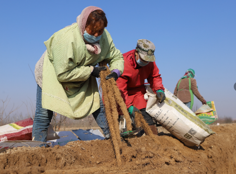 河南灵宝 杨家湾村铁棍山药丰收农民欢颜采收忙 腾讯新闻