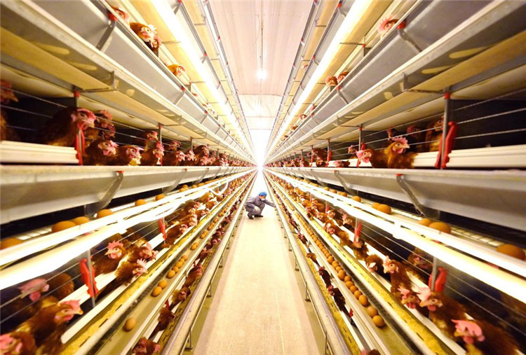 唐山芦台经济技术开发区打造蛋鸡全产业链助增收