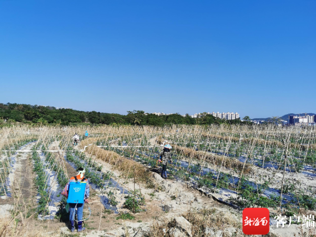 昌江石碌镇保梅村种植圣女果 壮大村集体经济助民增收