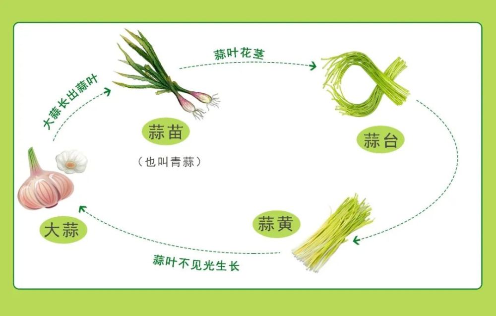 因为它的每个生长时期都可以用来食用,也就是我们经常吃到的蒜黄,蒜苗