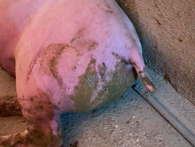 秋冬季猪腹泻怎么办?冬季猪拉稀的防治方法,这样做很有用