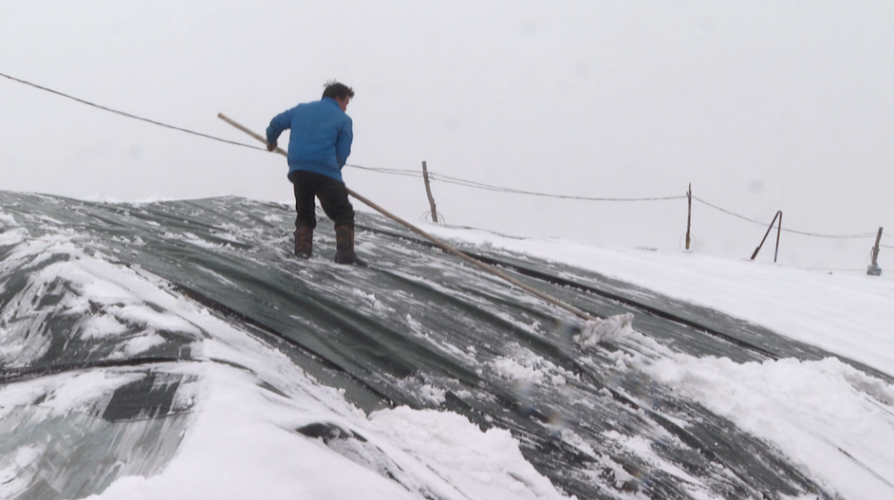 上菜农们正手拿清雪工具清雪一层厚厚的积雪记者看到一排排大棚上堆积