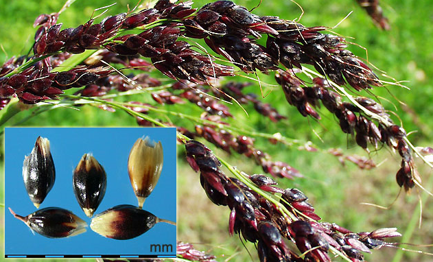 黑高粱(sorghum almum parodi),禾本科,高粱属.