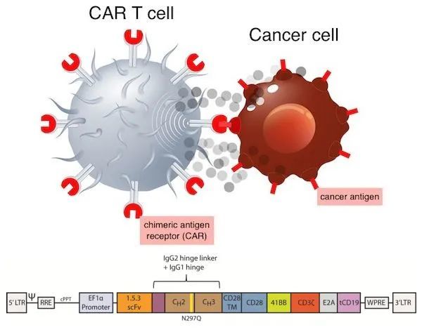 数据惊艳：缓解率高达94%！全新CAR-T细胞疗法攻克血液肿瘤！