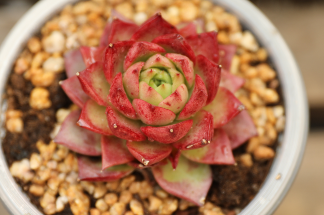 海螺姑娘景天科拟石莲花属多肉植物中型品种易养护