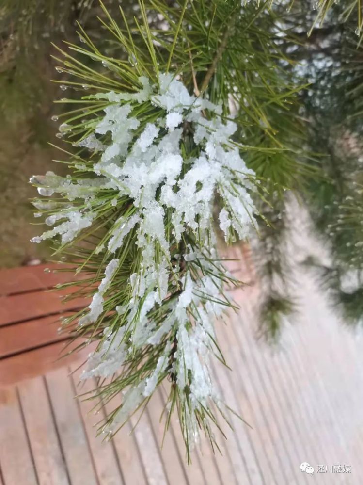 涇川| 雪紛飛 冬安好(圖文)