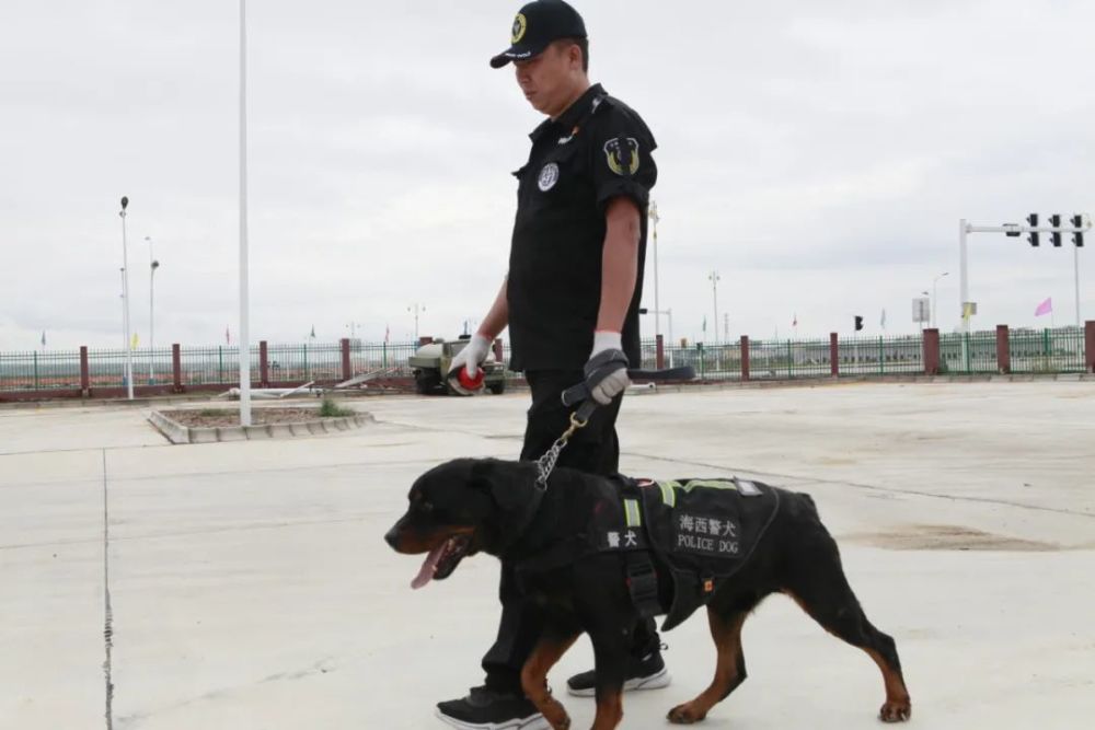 警犬比武传捷报 海西特警斩新功