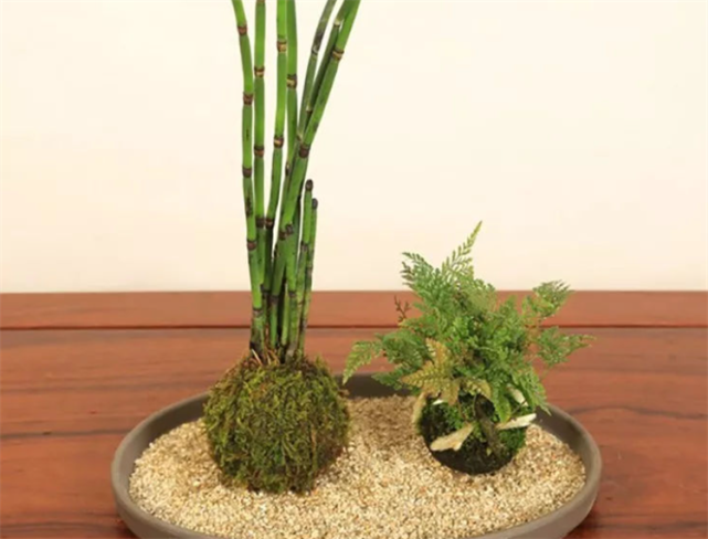 乡下的这种节节草以前还有人扯去卖钱现在使劲铲都铲不完