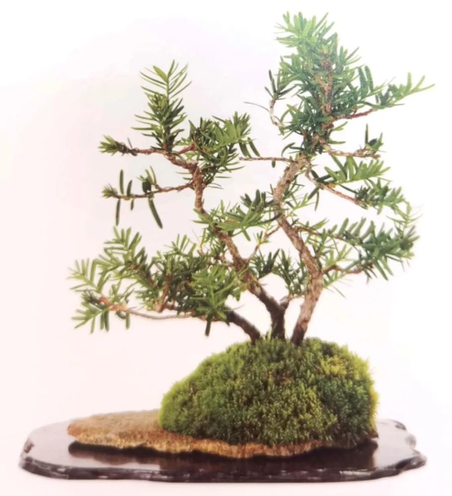 盆景案例:修剪神枝或舍利干,可以试试芽繁叶密的红豆杉哦!