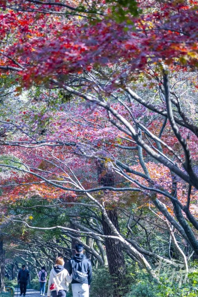 21杭州秋天最美道路 出炉 看看有没有你家附近的 腾讯新闻