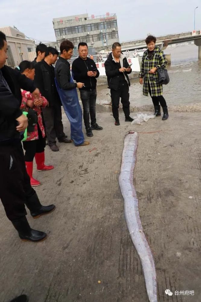 3.2米长皇带鱼现身台州龙门码头,将被制作成标本