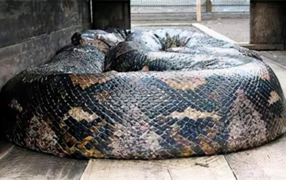 最大的蛇桂花图片图片