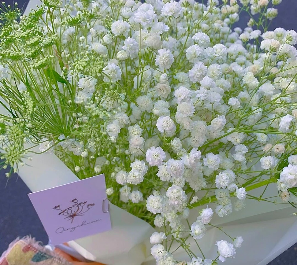 满天星的花语(满天星的花语是什么意思 寓意)