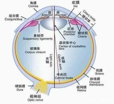 眼的組織解剖眼的生理眼的胚胎髮育