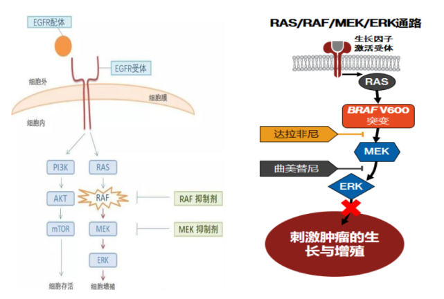 由此图可见mapk信号通路(ras-raf-mek-erk)位于ntrk2-trkb传导通路下