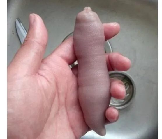 世界上最邪恶的海鲜,单环刺螠营养价值高(内附单环刺螠吃法)