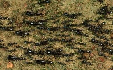 在前方的行军蚁通常是最强壮的兵蚁,它们选择的路线几乎是没有规律的.