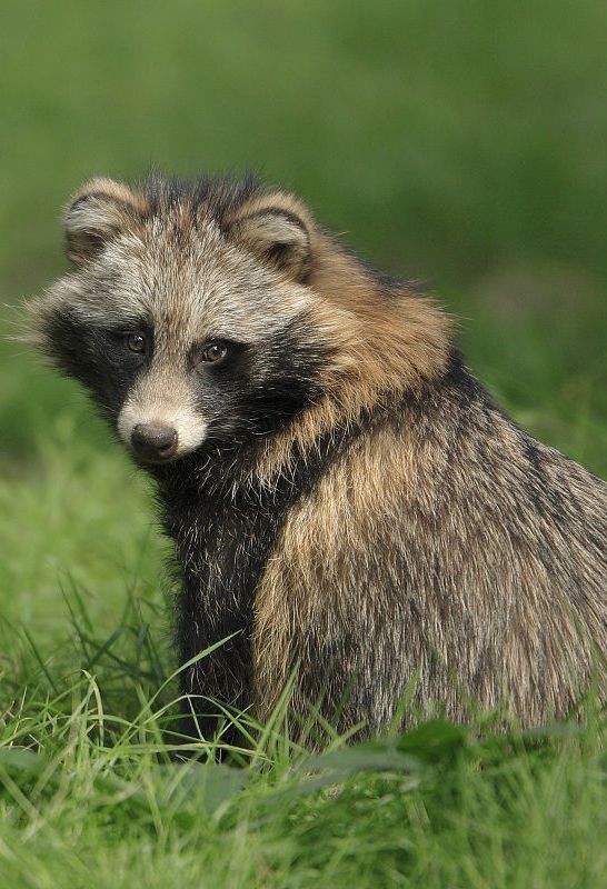 貉是什麼動物為何會頻繁闖入居民區全上海估計有5000只以上