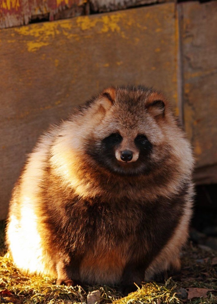 貉是什么动物为何会频繁闯入居民区全上海估计有5000只以上