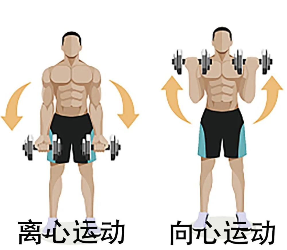 研究发现,肌肉酸痛与运动时肌肉收缩的类型有关,即离心运动