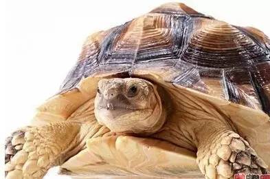 秘传武当道家龟息法