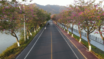 惊艳肇庆这条浪漫的紫荆花道红了快来打卡吧