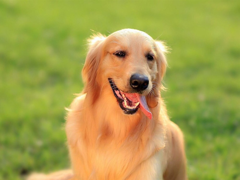 残水浒 中 关胜为何砍死段景住 金毛犬卖国 勾结女真人 腾讯新闻