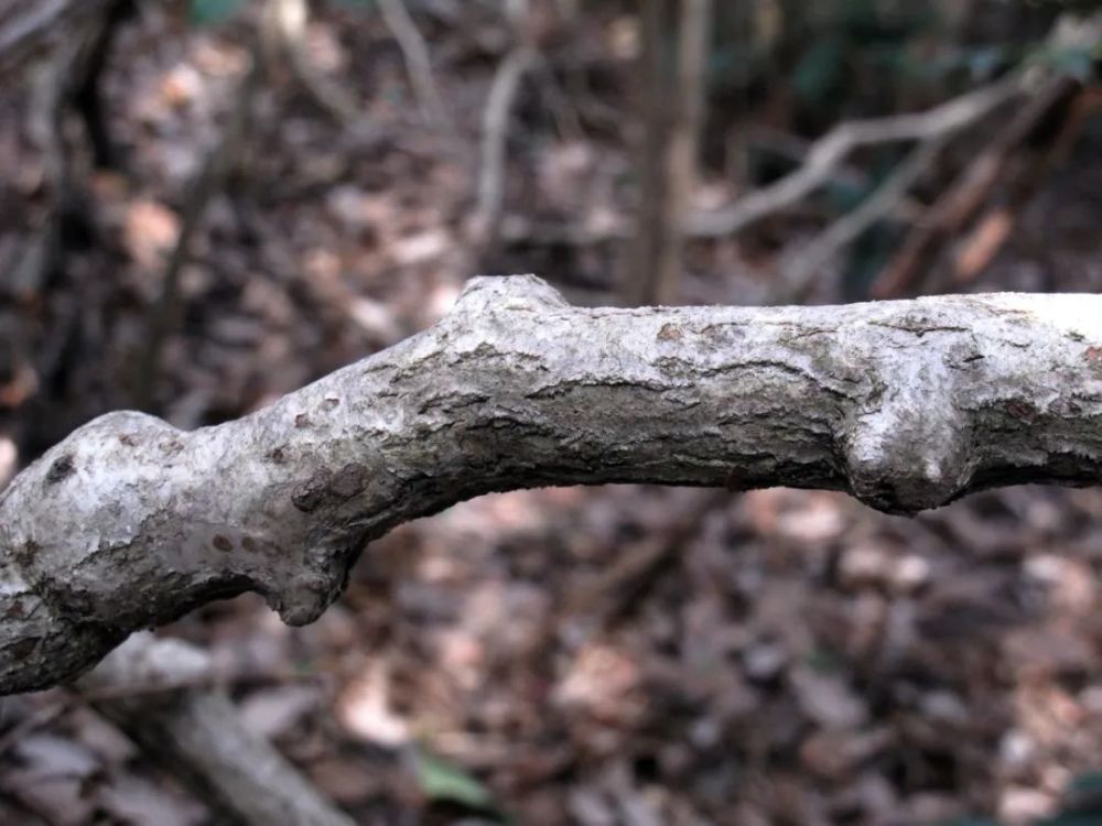 植被卻具有自己的特點:優勢樹種是已經落葉的短柄枹,腺蠟瓣花和金縷梅