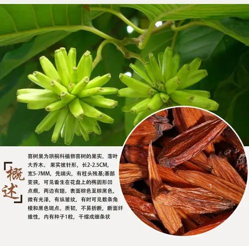 喜树果抗癌散结破血化瘀