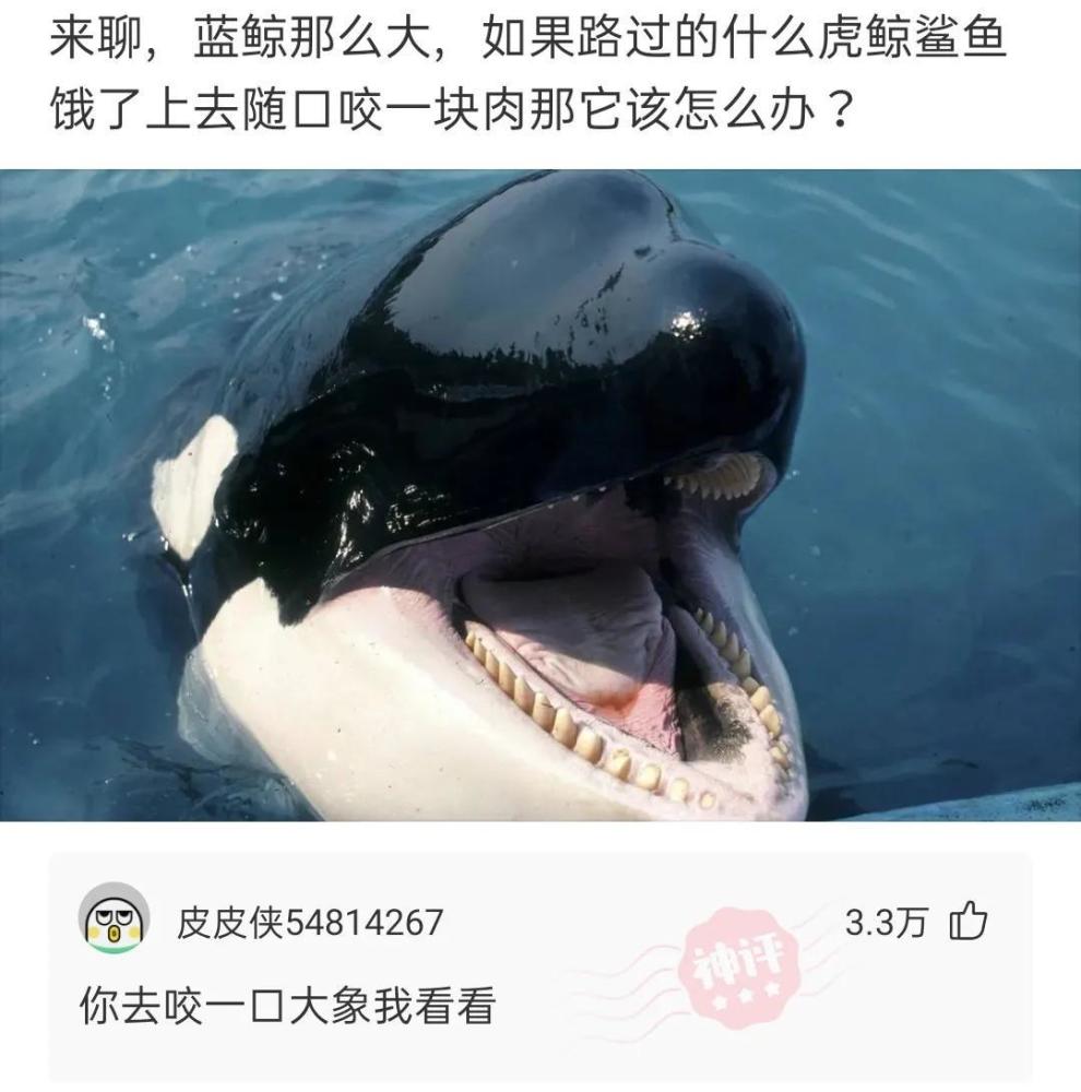 神回复蓝鲸那么大如果路过的什么虎鲸咬一口那怎么办