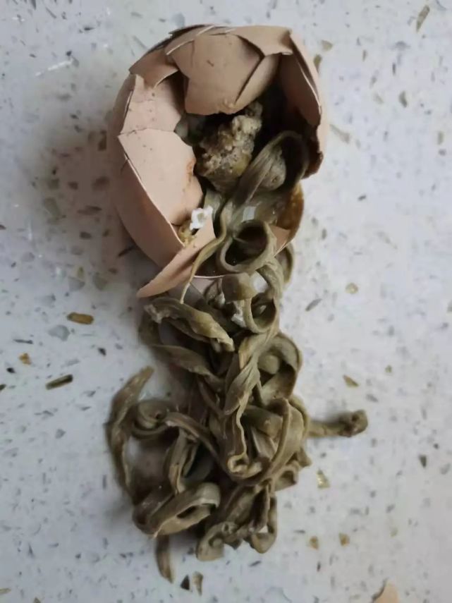 长治罕见事鸡蛋里长出面条还是虫子